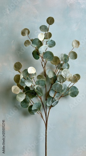 Eucalyptus Branch with Round Leaves on Textured Background.