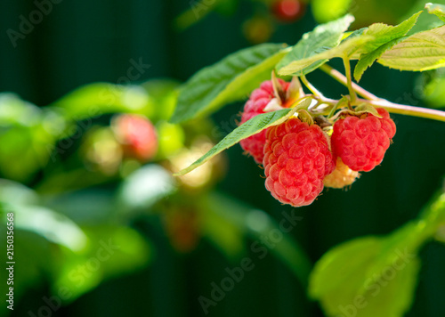 Raspberry fruit with light and blurred nature background.
