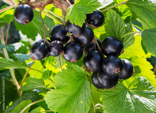 Blackcurrant berries on a bush. Currant bunch.