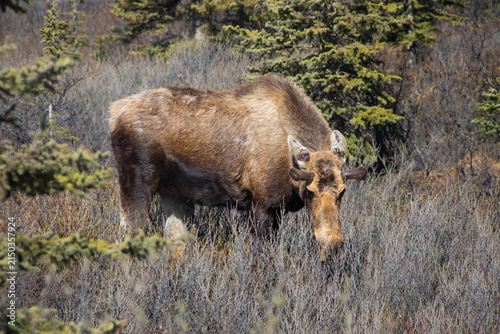 wild moose grazing in brush in denali national park, alaska