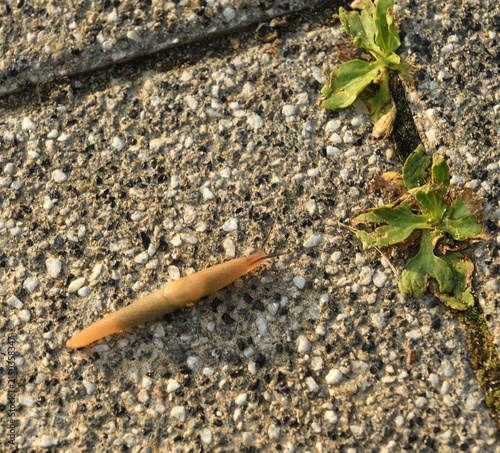Obraz na plátně Arion lusitanicus or Portuguese slug, species of air-breathing land slug, terres