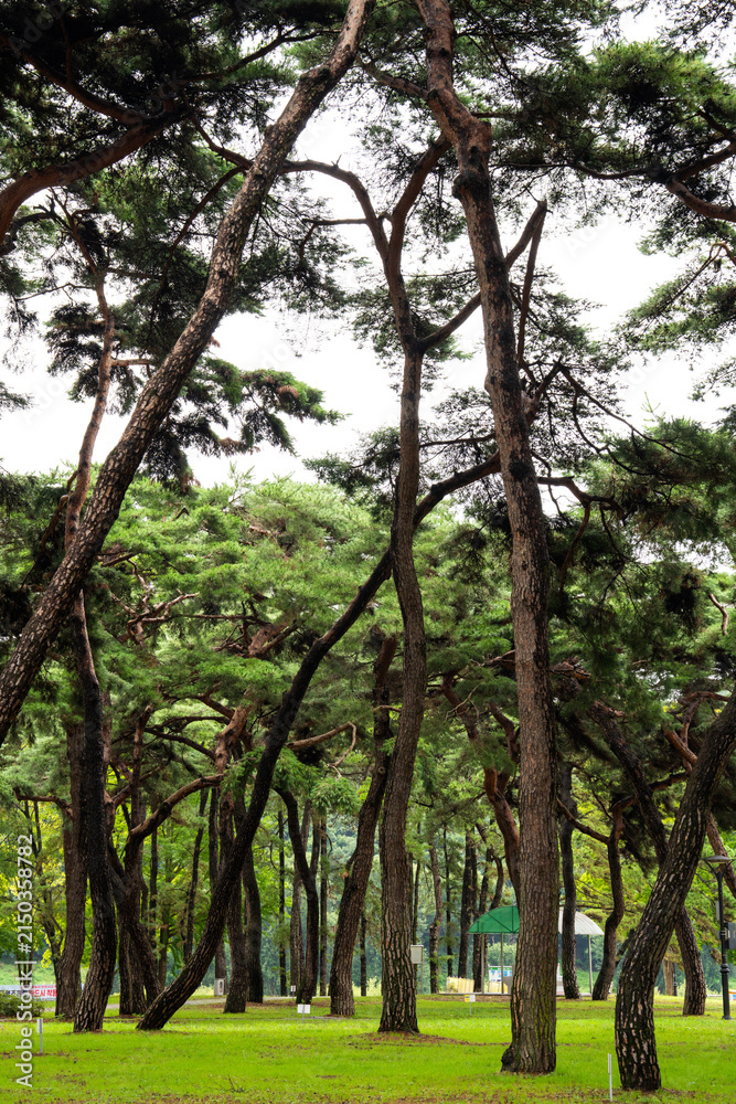 Fototapeta premium Majestic pine tree grove with curving dark trunks on green lawn