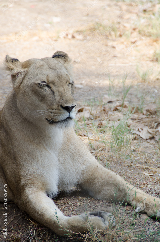 Fototapeta premium Lions
