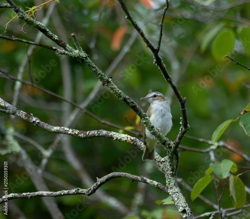 a red eyed vireo in a tree