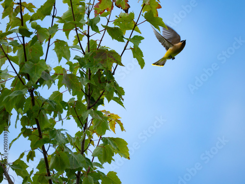 a cedar waxwing taking flight