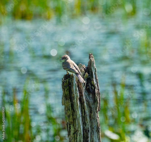 A phoebe perched on a stump in the pond