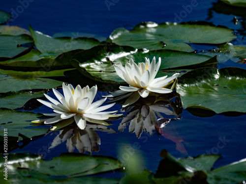 a fish swimming beneath the water lilies