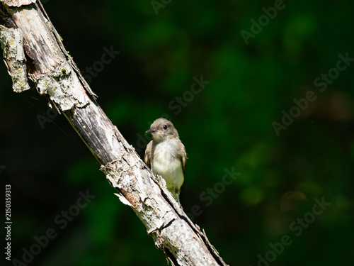 a phoebe watching from a branch