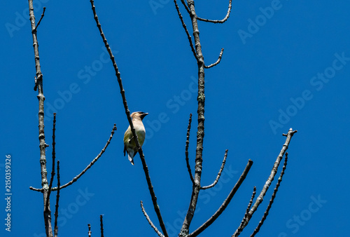 cedar waxwing high up in a tree