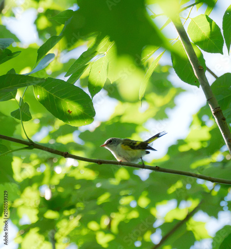 a female red start in the tree