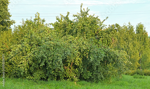 Wild apple trees with large harvest in Mitino landscape park on sunny day. Moscow, Russia