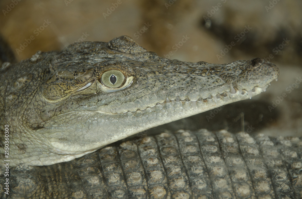 Fototapeta premium crocodile