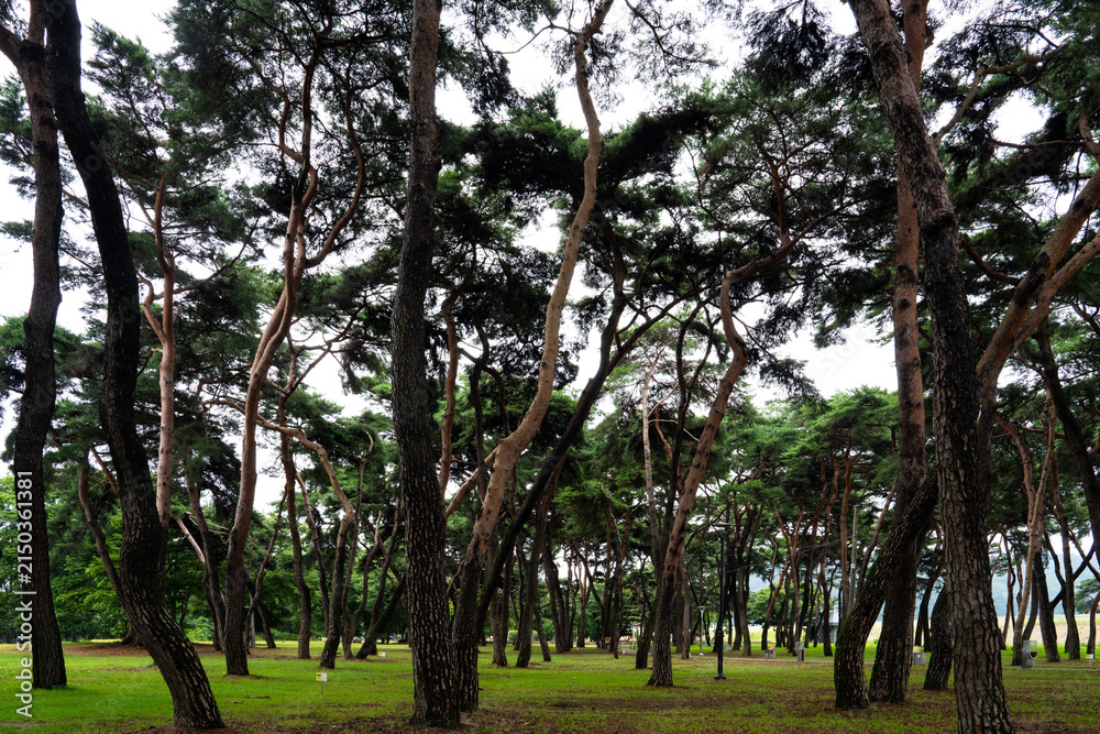 Obraz premium Majestic pine tree grove with curving dark trunks on green lawn