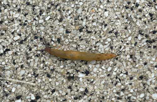 Arion lusitanicus, also known by its common name Portuguese slug, species of air-breathing land slug, terrestrial pulmonate gastropod mollusk in family Arionidae