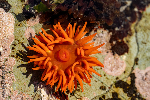 Canvastavla Orange sea anemone open tentacles on coralline algae rock macro