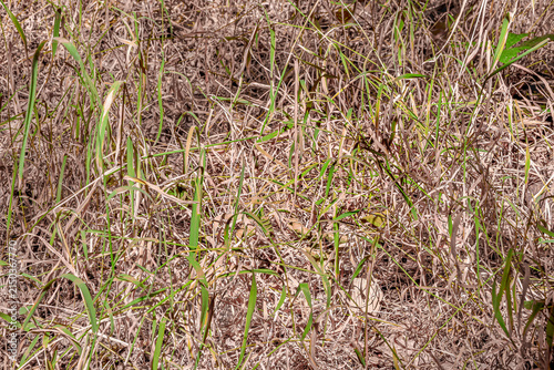 Foto A lawn with parched grass due to drought caused by global warming with green sho