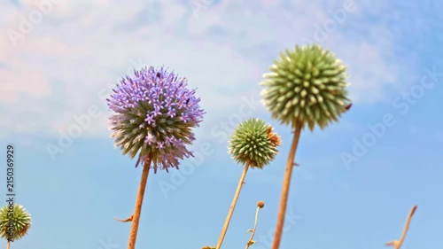 Thistle heads in various stages of bloom stand tall against a clear sky