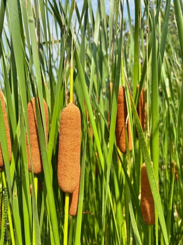 Obraz na płótnie Cattail plants with brown seed heads and green leaves