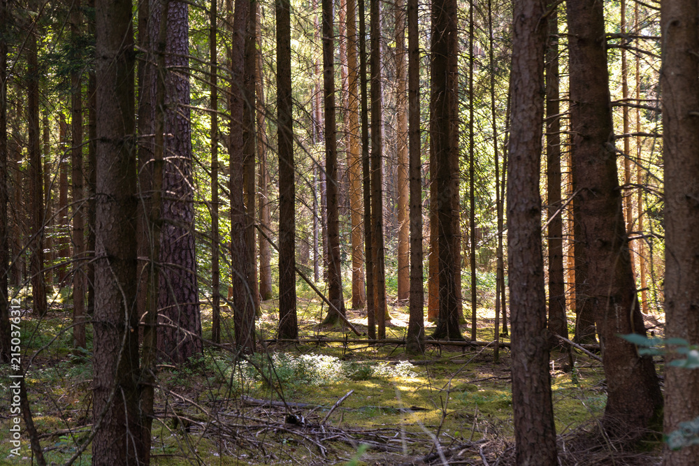Fototapeta premium Sunlight Between Tall Trees in a Dense Forest