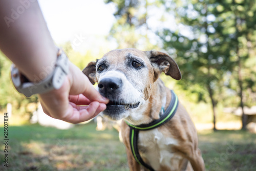 Fotografie Person giving a treat to an attentive senior dog outdoors as a reward during positive reinforcement training