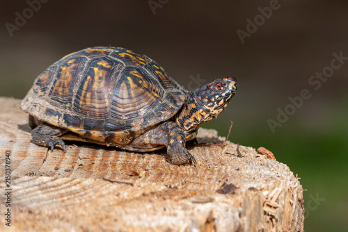 Konstfotografi turtle on a tree