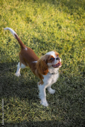 Playful Cavalier King Charles Spaniel Standing on Grass