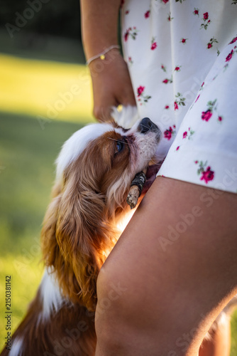 Cavalier King Charles Spaniel Looking Up at Woman Outdoors