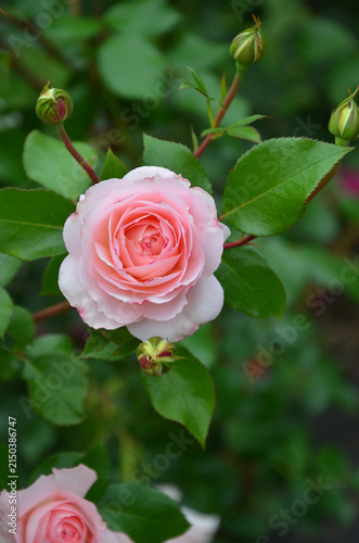 Fotografie Bedding Rosa ' Bonica 82' pink-flowered floribunda rose with tightly packed petals ,buds and lush green foliage