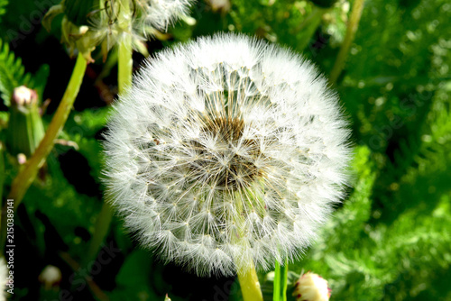 A beautiful natural background. A white dandelion cap in the sun's rays.
