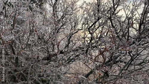 Ice-covered branches of a lilac tree swaying gently in the breeze after a winter freezing rain storm.