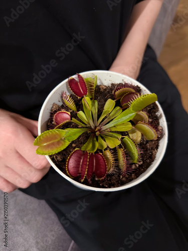 Bild auf Leinwand Venus flytrap in a white pot being held, showcasing its vibrant red and green leaves
