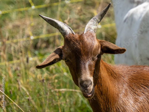 chevreau chamoisé regardant l'objectif avec ses petites cornes