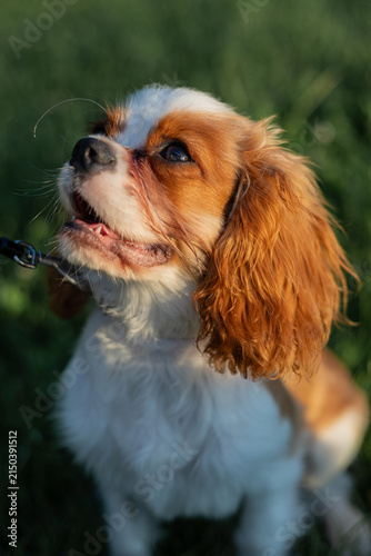 Cavalier King Charles Spaniel in Warm Sunlight Outdoors