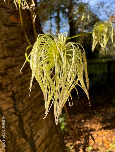 Closeup of feathery seedhead with long pale filaments hanging from plant