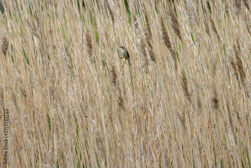 Foto Sedge warbler clinging to a reed stem