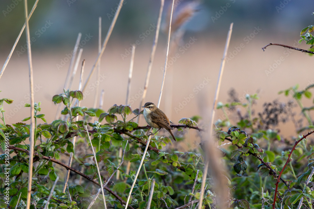 Fototapeta premium Sedge warbler on a bramble stem in golden light