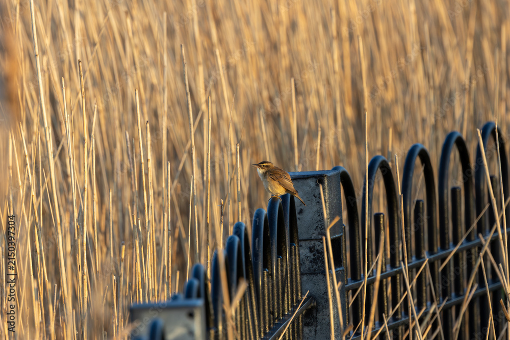 Fototapeta premium Sedge warbler on railings beside a reedbed
