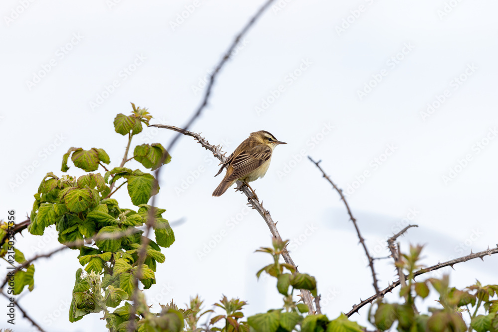 Fototapeta premium Sedge warbler on a thorny stem against the sky