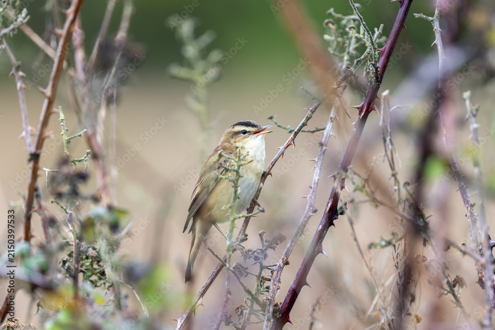 Fototapeta premium Sedge warbler singing among lichen-covered briars