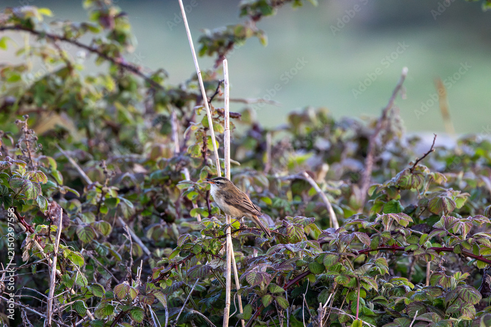 Fototapeta premium Sedge warbler singing in early light
