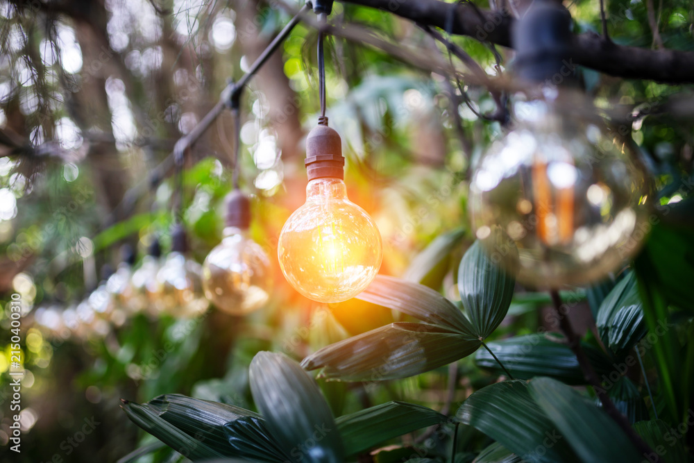 Obraz premium outdoor string lights hanging in garden or forest