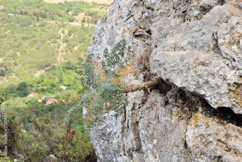 A summer mountain landscape. A section of rock and a tree growing out of a crevice.