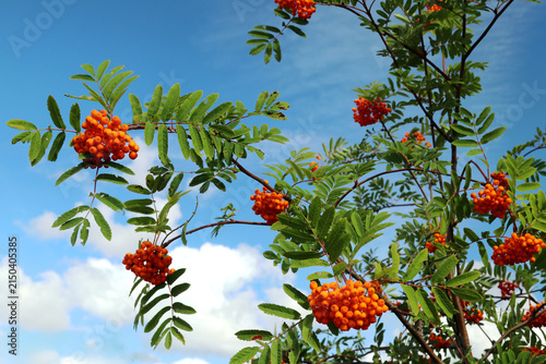 Rowan berries on tree in August