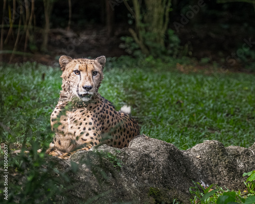 Photography A Cheetah