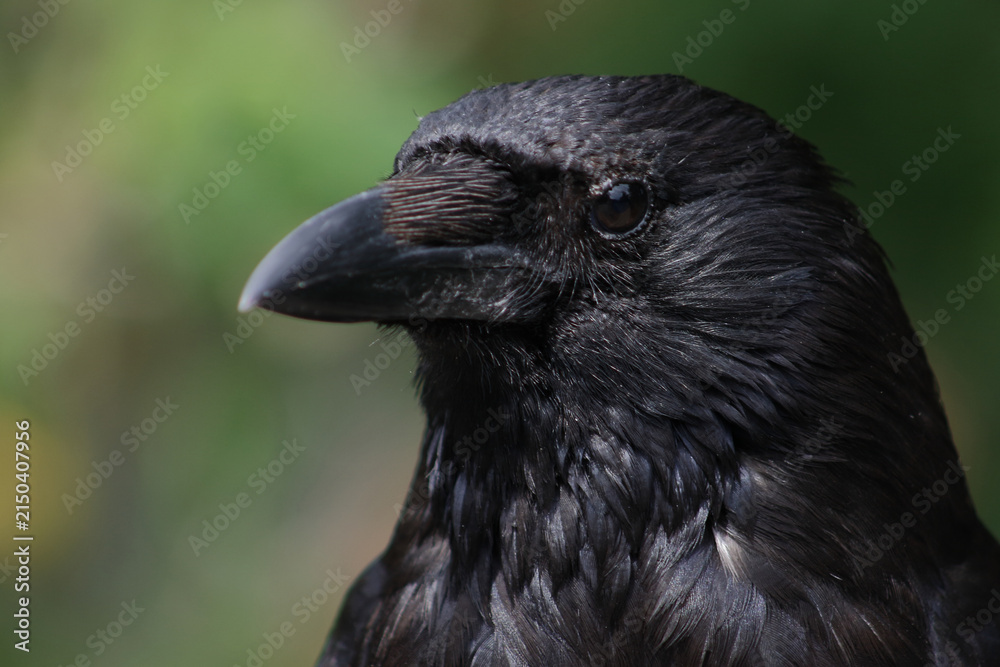 Obraz premium Kolkrabe / Common raven / Corvus corax