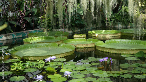 Fotografía Giant Amazon Water Lilies and Blue Nymphaea in Tropical Pond