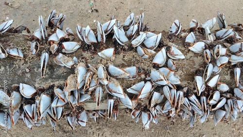Obraz na płótnie Goose barnacles on driftwood