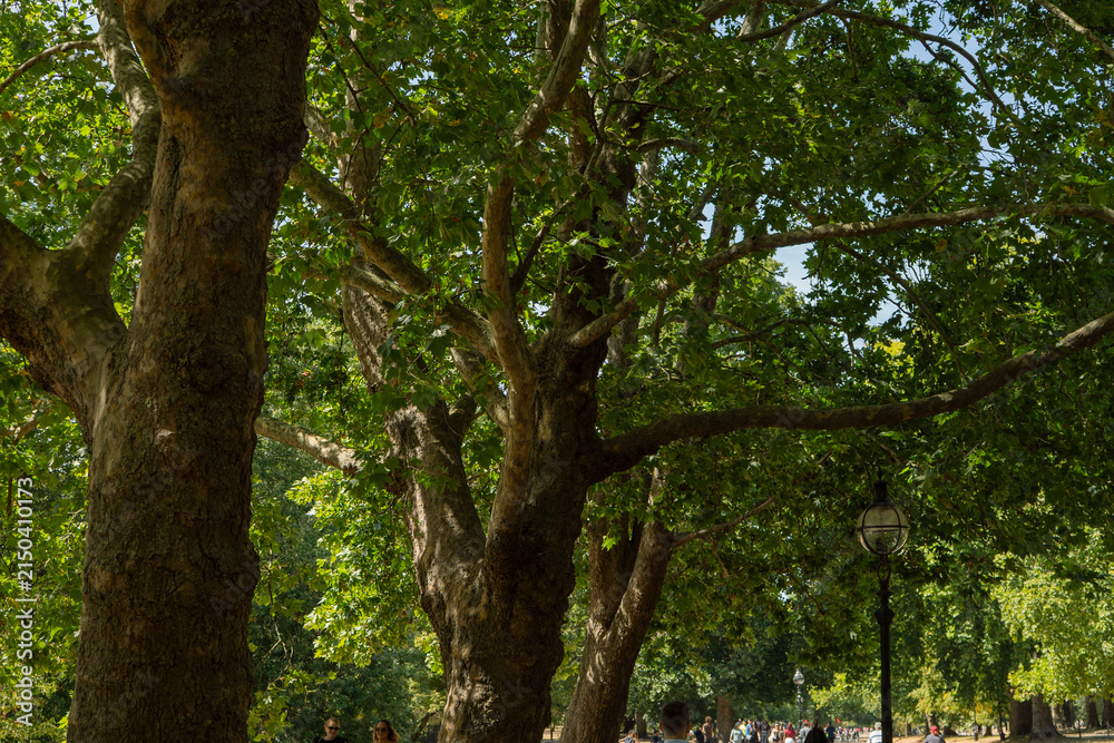Fototapeta premium LONDON, UK - AUGUST 08, 2026: Green canopy of large plane trees covering a tree-lined avenue with a vintage street lantern in Hyde Park.