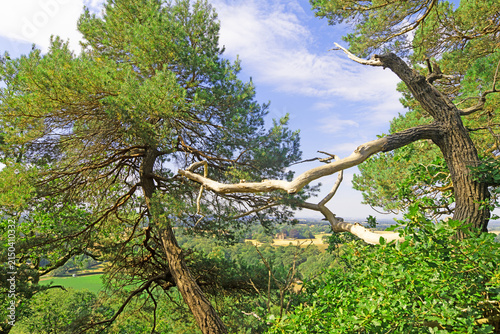 Scots Pines, in Hawkstone Park, Shropshire.
