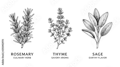 Premium engraved illustration of three culinary herbs rosemary, thyme, and sage in black vector style